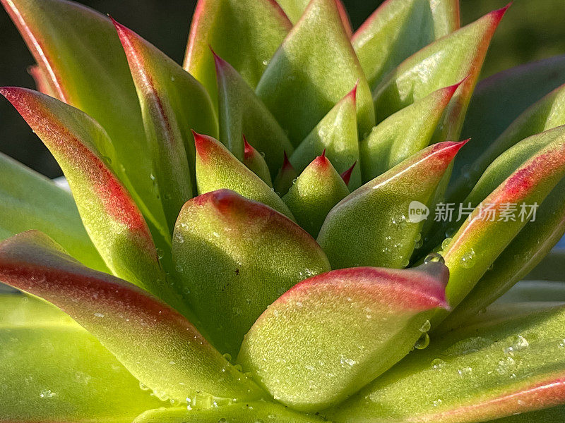 月季(Echeveria agavoides, Corderoyi)是景天科的一种开花植物